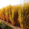 Panicum Northvind Fallcolor